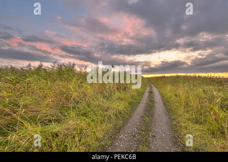 Sentier à travers la réserve naturelle des marais au coucher du soleil dans les Pays-Bas Banque D'Images