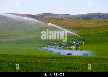 Matériel d'irrigation à pivot central d'arroser un champ près de Cowley, Alberta, Canada. Banque D'Images