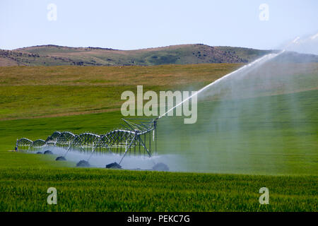 Matériel d'irrigation à pivot central d'arroser un champ près de Cowley, Alberta, Canada. Banque D'Images