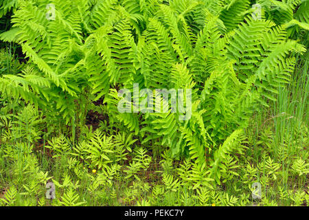 Osmunda claytoniana fougère (interrompu) dans le sous-bois d'une caduques, l'autoroute 63 près de Hayward, Wisconsin, États-Unis Banque D'Images