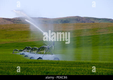 Matériel d'irrigation à pivot central d'arroser un champ près de Cowley, Alberta, Canada. Banque D'Images