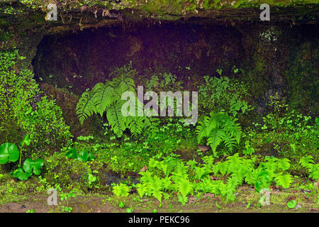 Fougères sur murs de grès près de Scott falls, au train, Alger County, Michigan, USA Banque D'Images