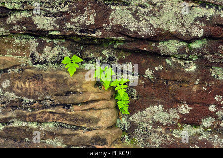 Fougères sur murs de grès près de Scott falls, au train, Alger County, Michigan, USA Banque D'Images