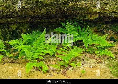 Bois fougères poussant sur les murs de grès dans la tannerie Creek Canyon, Alger County, près de Munising, Michigan, USA Banque D'Images