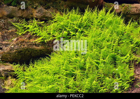 Bois fougères poussant sur les murs de grès dans la tannerie Creek Canyon, Alger County, près de Munising, Michigan, USA Banque D'Images