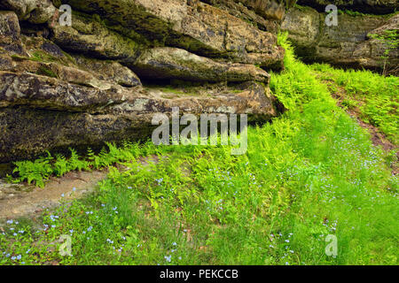 Bois fougères poussant sur les murs de grès dans la tannerie Creek Canyon, Alger County, près de Munising, Michigan, USA Banque D'Images