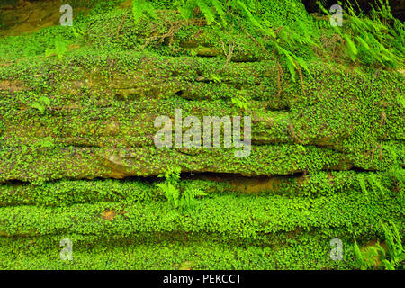 La croissance de la végétation autour des murs de grès dans la tannerie Creek Canyon, Alger County, près de Munising, Michigan, USA Banque D'Images