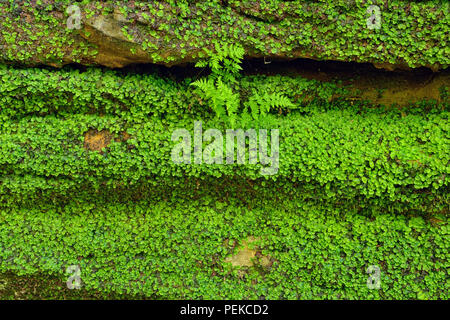 La croissance de la végétation autour des murs de grès dans la tannerie Creek Canyon, Alger County, près de Munising, Michigan, USA Banque D'Images