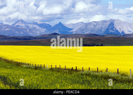 Voir des régions rurales de l'Alberta et un champ de canola en fleur jaune avec les Rocheuses en arrière-plan, près de la prairie ville de Cowley et de Pincher Creek Banque D'Images