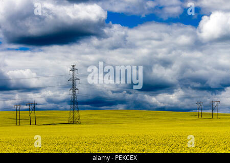 Les tours de transmission au milieu d'un champ de colza jaune en fleur près de Cowley et de Pincher Creek, en Alberta, Canada. Banque D'Images