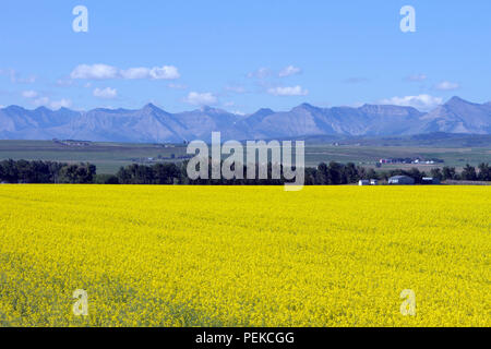 Voir des régions rurales de l'Alberta et un champ de canola en fleur jaune avec les Rocheuses en arrière-plan, près de la prairie ville de Pincher Creek, Alberta, Banque D'Images