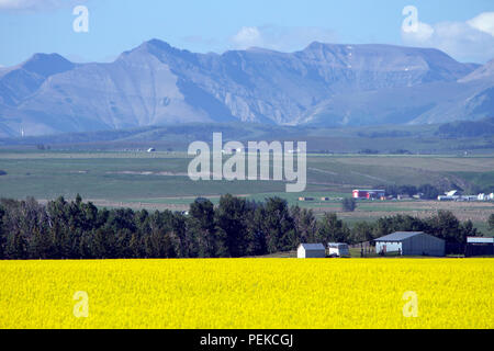 Voir des régions rurales de l'Alberta et un champ de canola en fleur jaune avec les Rocheuses en arrière-plan, près de la prairie ville de Pincher Creek, Alberta, Banque D'Images