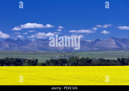 Voir des régions rurales de l'Alberta et un champ de canola en fleur jaune avec les Rocheuses en arrière-plan, près de la prairie ville de Pincher Creek, Alberta, Banque D'Images