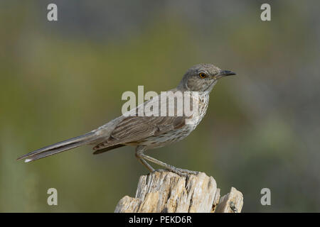 Moqueur des armoises (Oreoscoptes montanus). Le Comté de Lake Michigan Banque D'Images