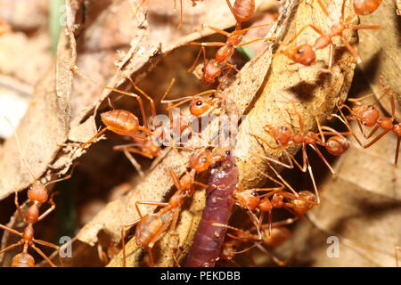 Les fourmis tisserandes attraper une proie Banque D'Images