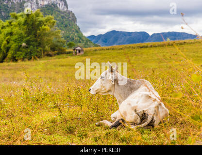 Une vue typique dans la région de Viñales à Cuba Banque D'Images