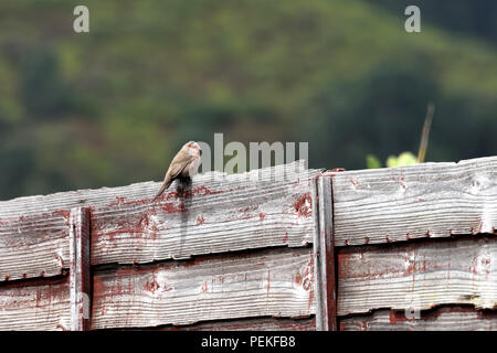 Une politique commune (Waxbill Estrilda astrild) une espèce introduite sur l'île de l'Ascension dans l'Atlantique Sud Banque D'Images