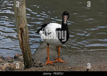 Un adulte (Anseranus Magpie Goose semipalmata) debout à côté d'un petit lac à la confiance des milieux humides et de la sauvagine dans le sud de l'Angleterre. Banque D'Images