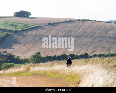 Se réveiller dans la campagne anglaise sur une soirée de fin d'été Banque D'Images