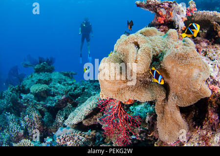 Diver (MR) et une paire d'orange-fin, poisson clown Amphiprion chrysopterus, anémone, Stichodactyla haddoni sur, Fidji. Banque D'Images