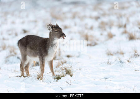 Les jeunes daims cerf dans la neige Richmond Park, Royaume-Uni Banque D'Images