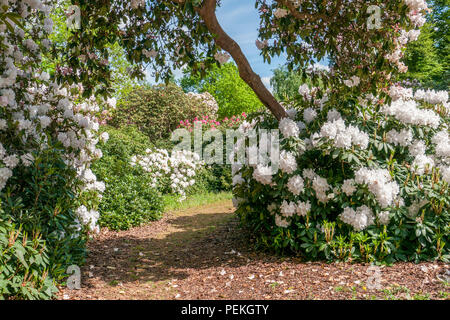 Une passerelle à travers white rhododendrons et azalées à Langley Park, un parc historique dans le Buckinghamshire, Royaume-Uni Banque D'Images