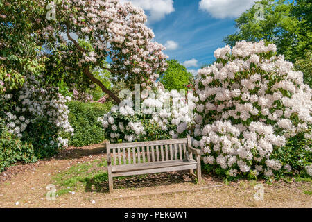 Un banc sous les Rhododendrons blancs à Langley Park, un parc historique dans le Buckinghamshire, Royaume-Uni Banque D'Images