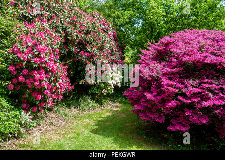 Rhododendrons et azalées à Langley Park, un parc historique dans le Buckinghamshire, Royaume-Uni Banque D'Images