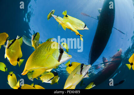 Milletseed la scolarité médiocre, Chaetodon miliaris, endémique, ci-dessous une paire de kayakistes au large de la côte de Maui, Hawaii. Banque D'Images