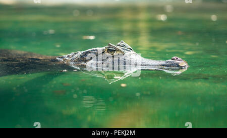 Caïman à lunettes Caiman crocodilus ou nager dans l'eau belle Banque D'Images