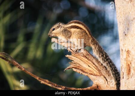 L'Écureuil mignon assis sur une branche d'un arbre. Squirrel sont membres de la famille Sciuridae, une famille qui comprend des petites ou moyennes des rongeurs. Banque D'Images