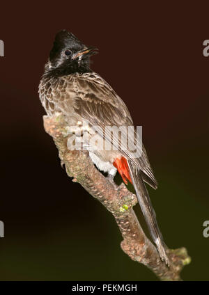 Bulbul des jardins (pycnonotus cafer Red-Vented) Banque D'Images