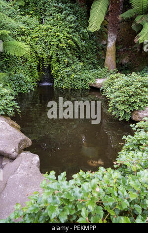 L'étang de koi dans Trebah Garden à Cornwall. Banque D'Images