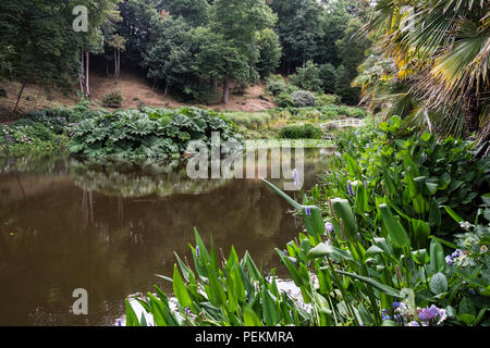 De plus en plus Gunnera manicata Mallard étang dans le jardin Trebah sub-tropical à Cornwall. Banque D'Images