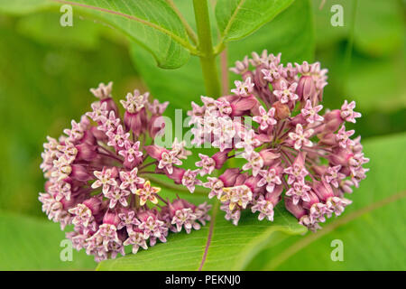 L'asclépiade commune (Asclepias syriaca) Fleurs, Grand Sudbury, Ontario, Canada Banque D'Images