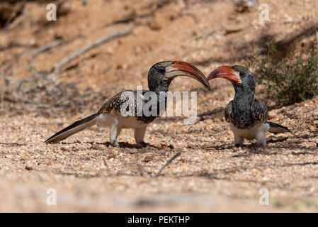 Deux Monteiro's calaos à bec rouge assis sur le sable, la Namibie d'alimentation au sol Banque D'Images