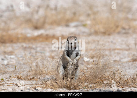 Spermophile mignon debout sur ses pattes à l'herbe sur bush, la Namibie Banque D'Images