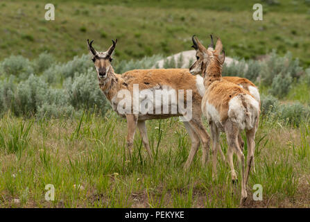 Deux l'Antilope paissant dans le champ ouvert dans le Wyoming Wilderness Banque D'Images