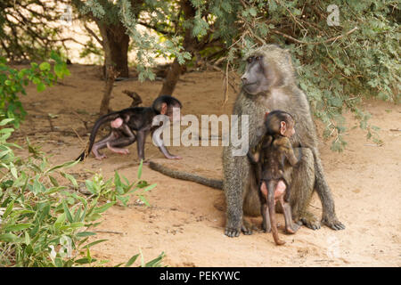 Olive femelle (Anubis, savane) babouin avec deux bébés, Samburu Game Reserve, Kenya Banque D'Images