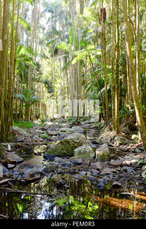 Forêt tropicale à Mount Tamborine le Queensland en Australie. Juillet 2018 Banque D'Images