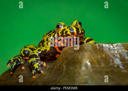 Orange et vert couleur feu oriental belly toad dans macro closeup Banque D'Images