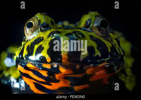 Orange et vert couleur feu oriental belly toad dans macro closeup Banque D'Images