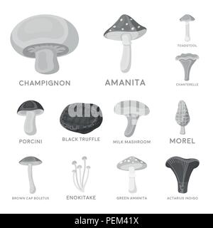 Champignons comestibles et toxiques en icônes monochromes collection set pour la conception. Différents types de champignons symbole vecteur illustration de stock. Illustration de Vecteur