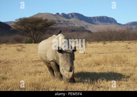 Rhino avec les montagnes en arrière-plan de Waterberg Banque D'Images