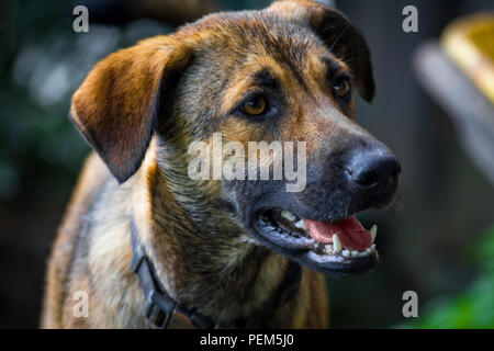 Anatolian shepherd chien jouant dans la cour un jour d'été Banque D'Images