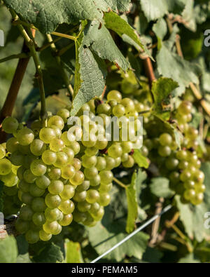 Grappes de raisins blancs accrocher sur la vigne prêtes pour la récolte dans un vignoble dans la région de Niagara sur le lac Ontario Canada. Banque D'Images