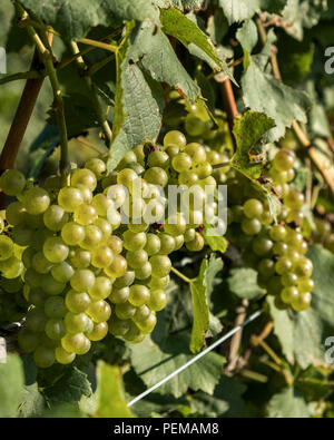 Les raisins pour le vin blanc accrocher sur la vigne dans la région de Niagara sur le lac Ontario Canada. Banque D'Images