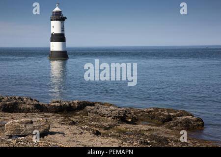 Penmon Phare et l'île d'Anglesey, Macareux Banque D'Images