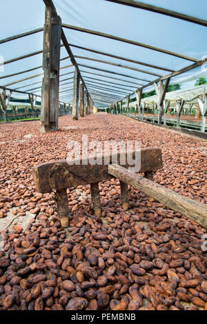 Pour le séchage des fèves de cacao, Roça Monte Forte, Neves, São Tomé et Príncipe Banque D'Images
