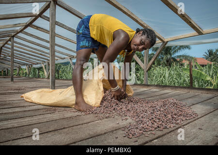 Un travailleur perçoit des fèves de cacao séchées dans un sac, Roça Monte Forte, Neves, São Tomé et Príncipe Banque D'Images